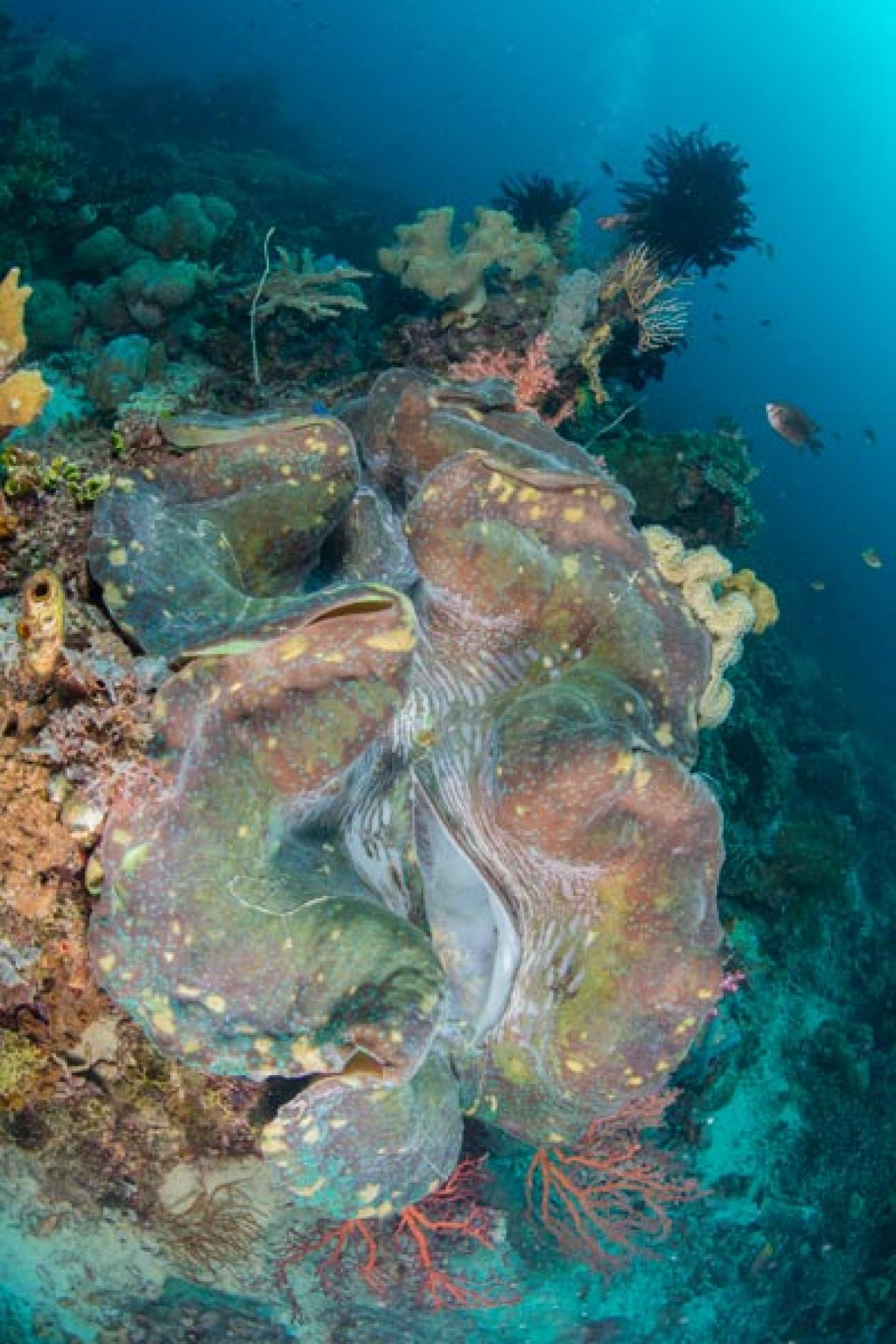 Tridachna Clam