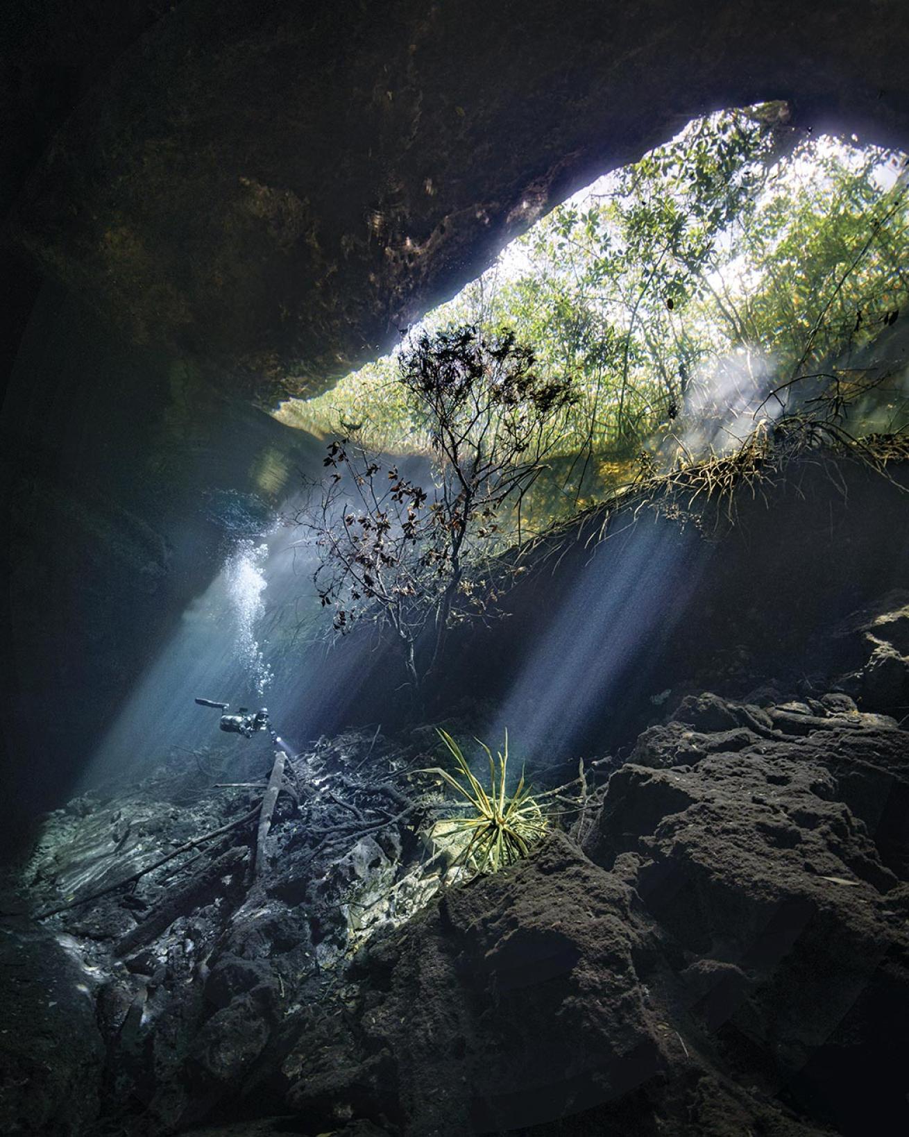 Sunbeams cascade through the forest and the ceiling of Mexico’s Garden of Eden cenote.
