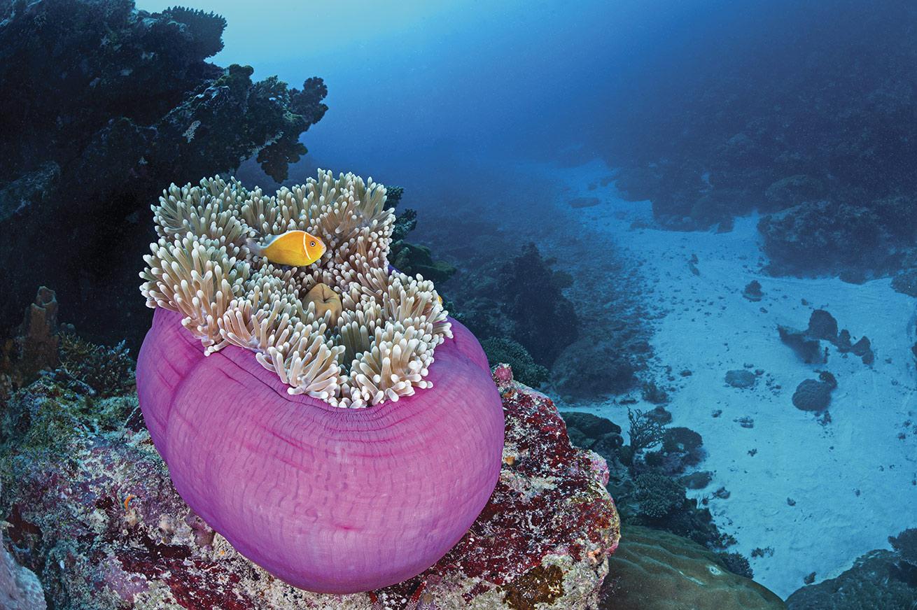 A pink anemonefish hovers close by its home