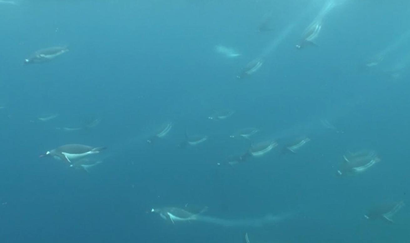 Sally Wahrmann fondly recalls a safety stop on her first checkout dive in Antarctica where Gentoo penguins emerged from the depths below her.