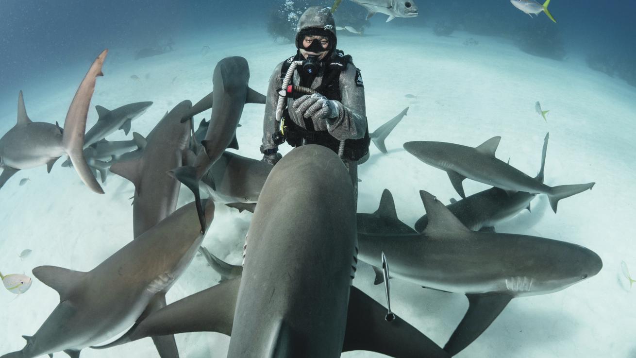 Cristina Zenato diving with Caribbean reef sharks