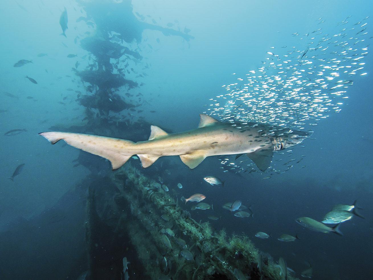 For the wreck-obsessed, North Carolina is the place to be, with ample intact shipwrecks and sand tiger shark sightings to boot.