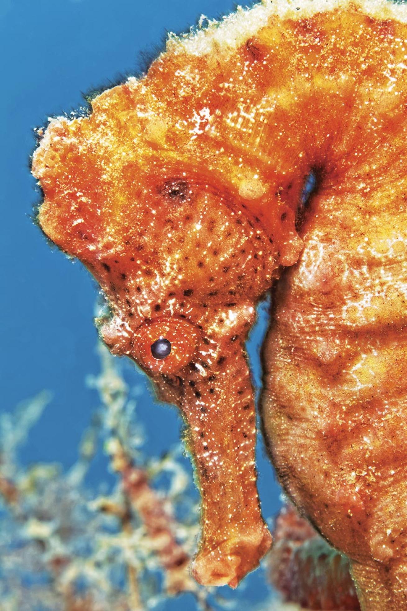 A longsnout seahorse.
