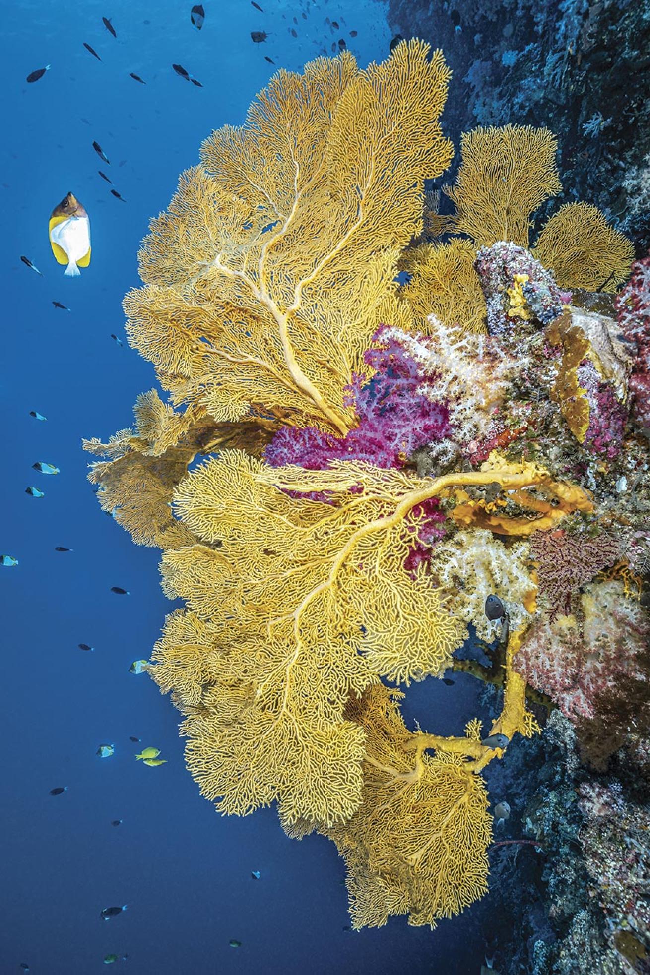 Reef fish flit around colorful soft corals and sea fans.