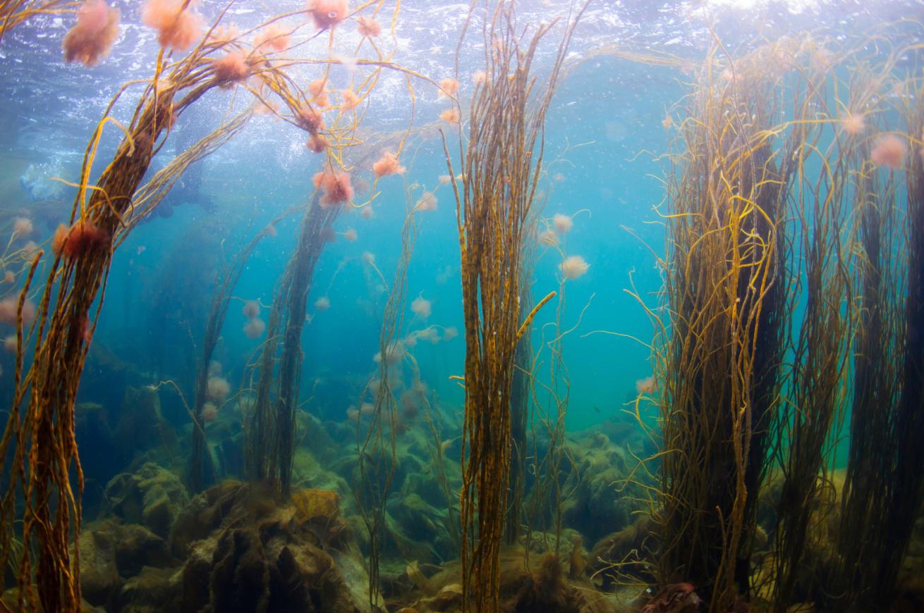 kelp forest in scotland