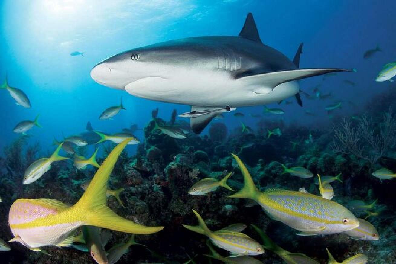 In the Bahamas, yellowtail snapper keep tabs on a passing Caribbean reef shark.