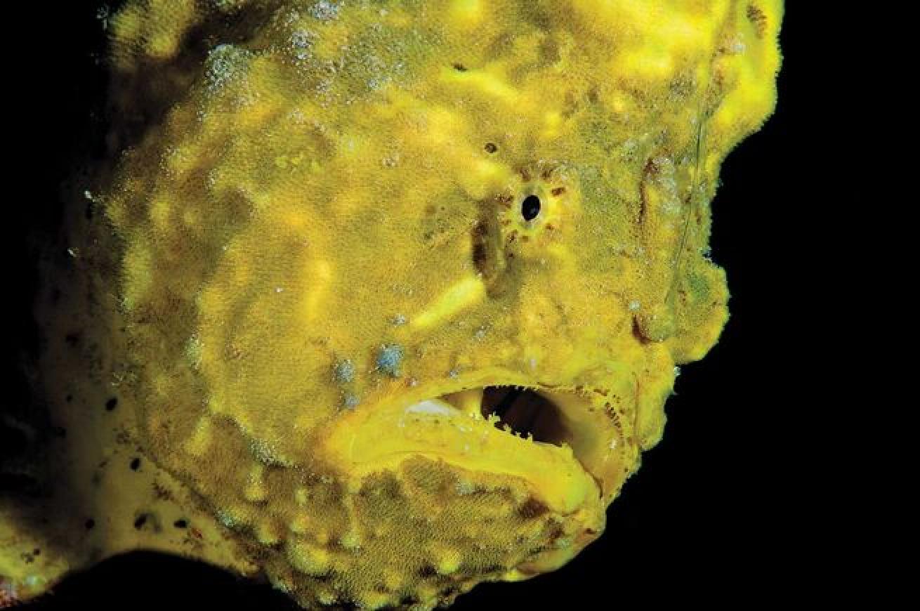 Frogfish are common at Bonaire's Something Special dive site.