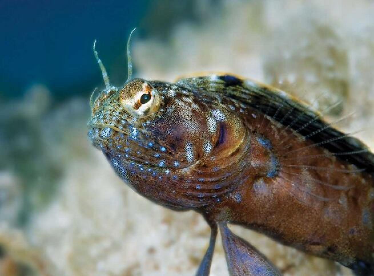 A sailfin blenny on a shallow reef off Utila, in Honduras's Bay Islands.