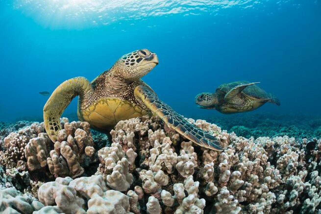 Green sea turtles are common on Maui dive sites.