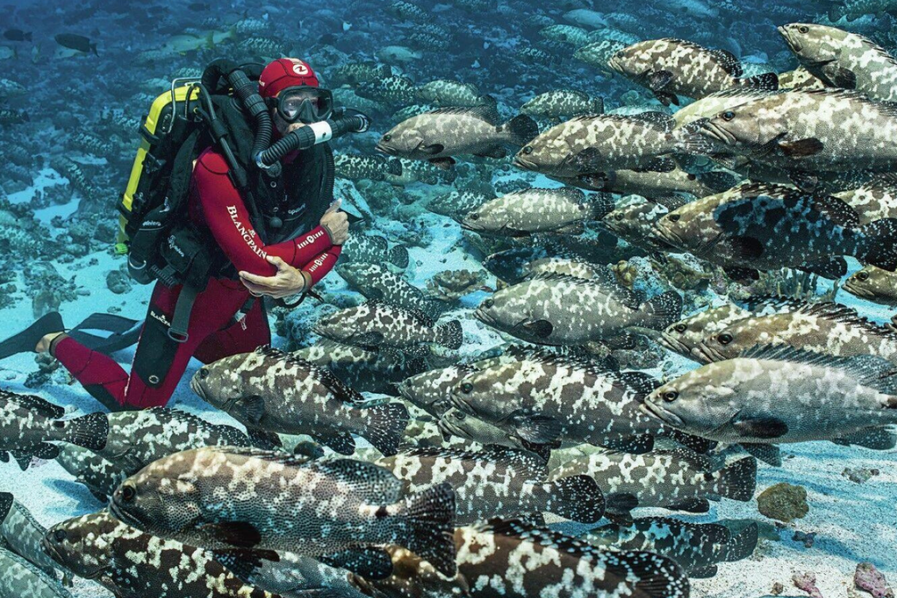 A scuba diver surrounded by fish