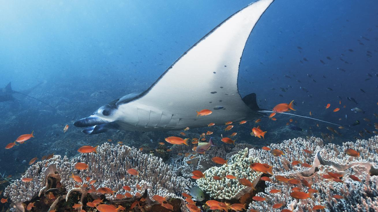 A reef manta glides through corals and schooling fish in the current at Komodo National Park.