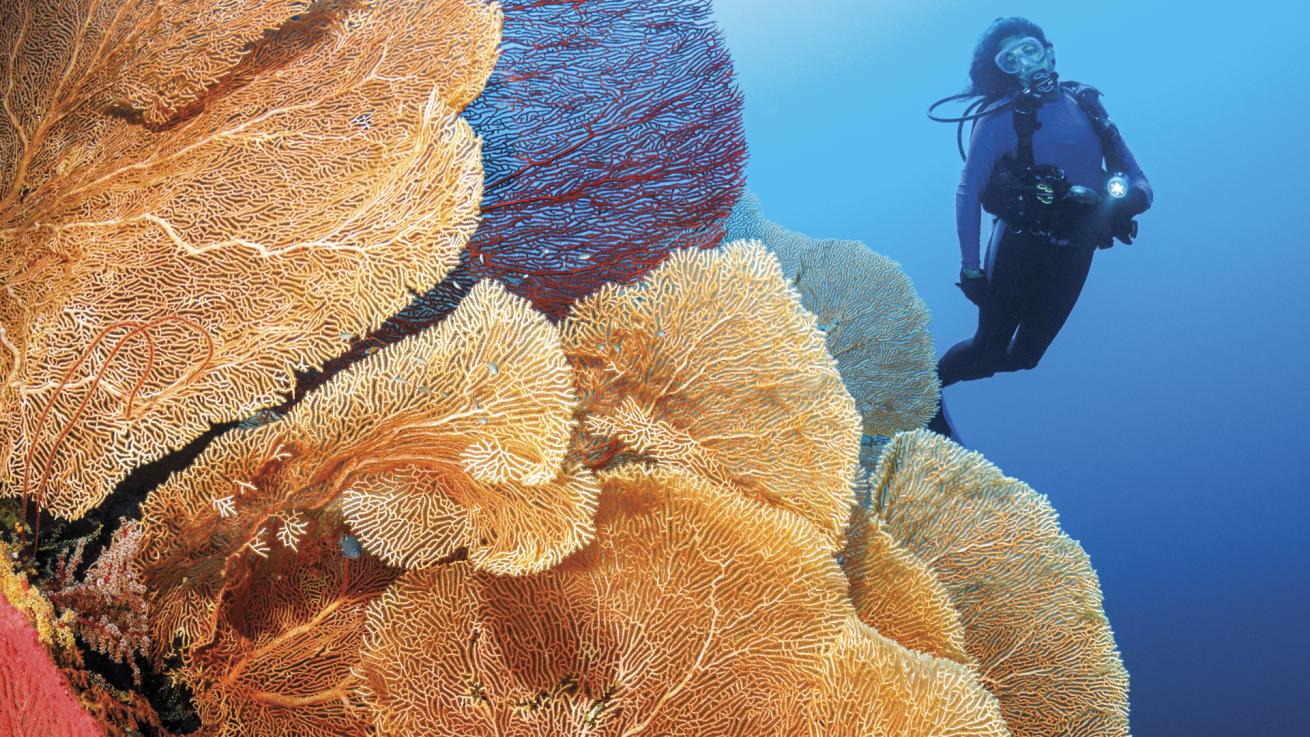 Large gorgonian sea fans grow on the face of a wall in the Solomon Islands.