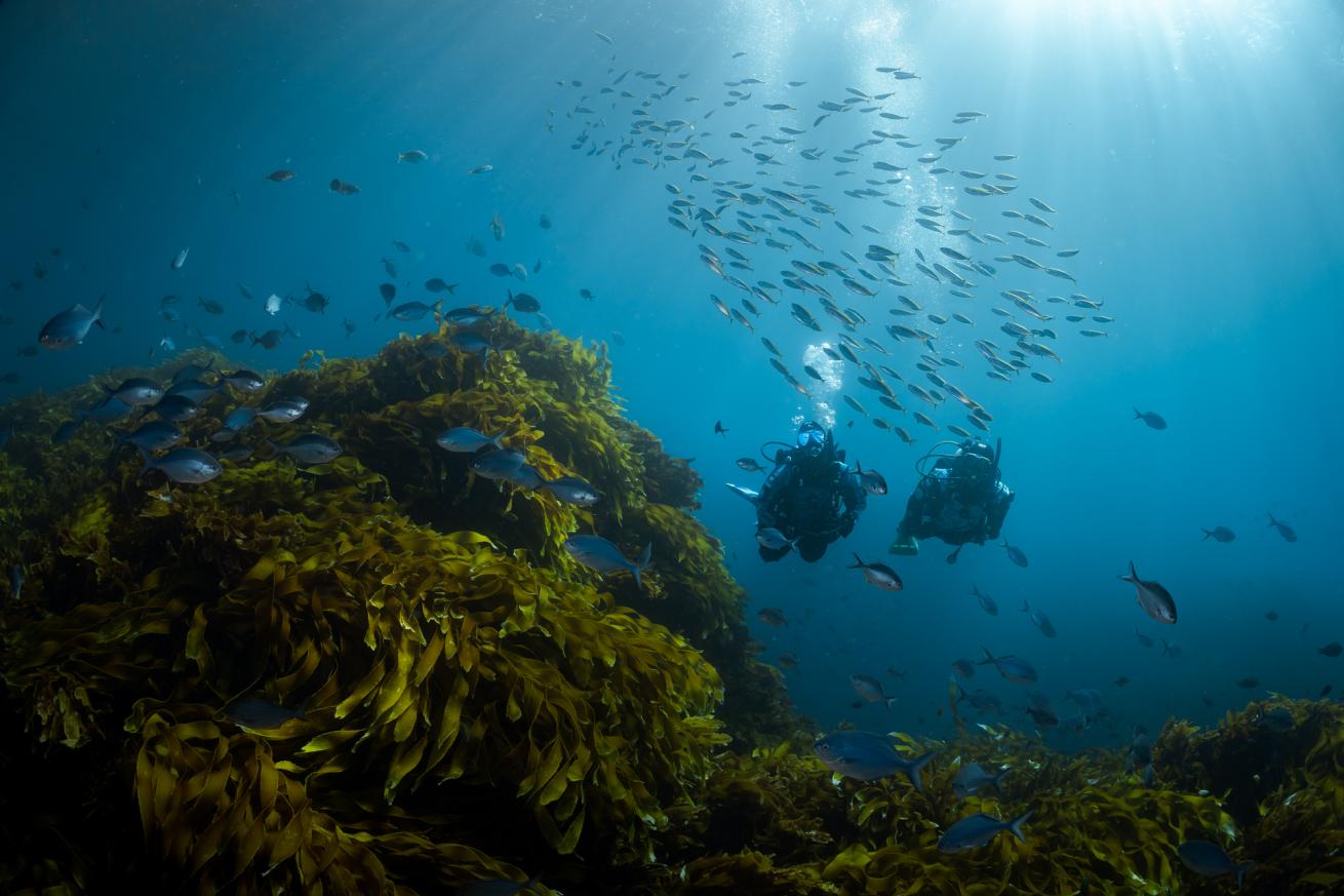 scuba divers diving among kelp in New Zealand