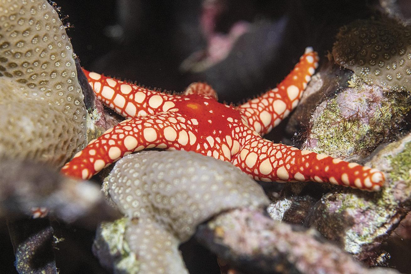 A peppermint sea star is out for a meal on our night dive at Turtle Cove.