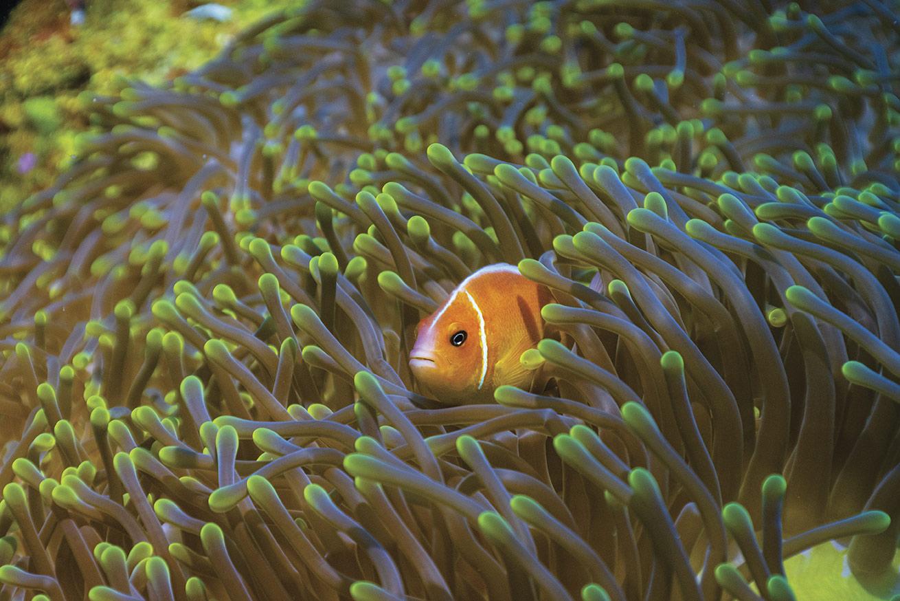 An anemone fish preens inside an anemone.