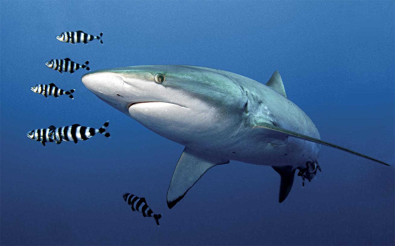 A silky shark in the Red Sea.