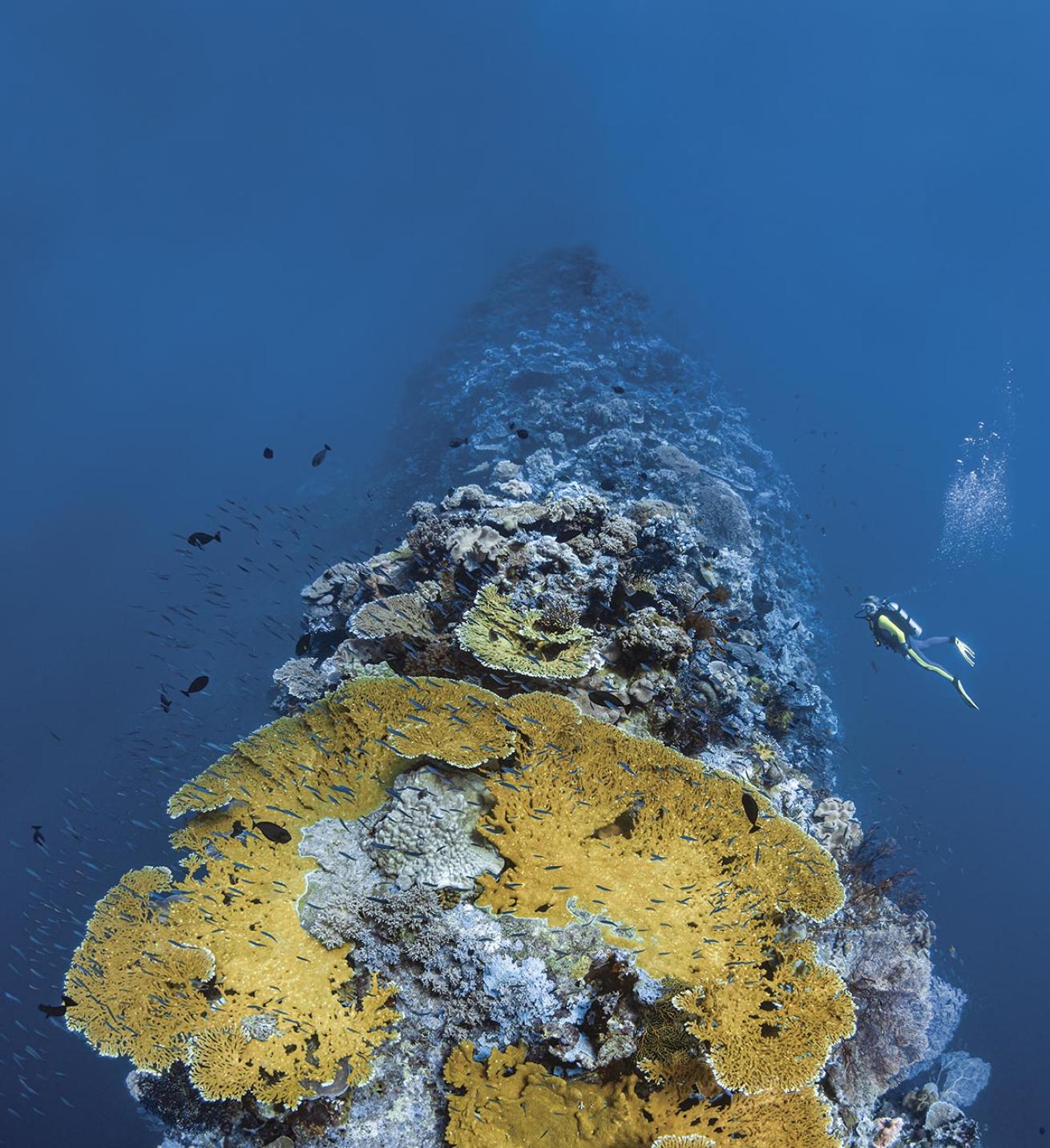 A diver with Wakatobi visits the site Blade.