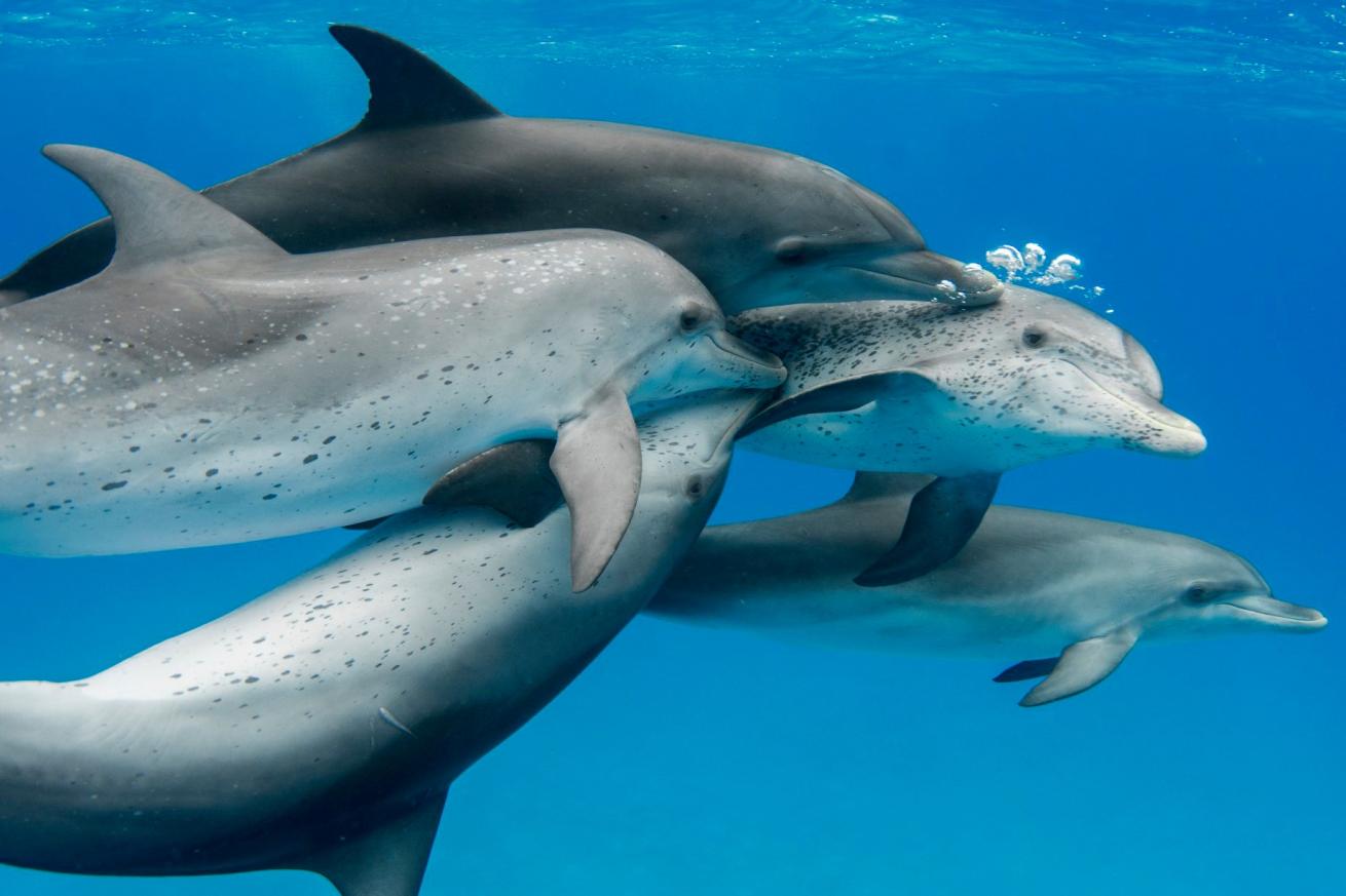 A group of males pursue mating with a female 