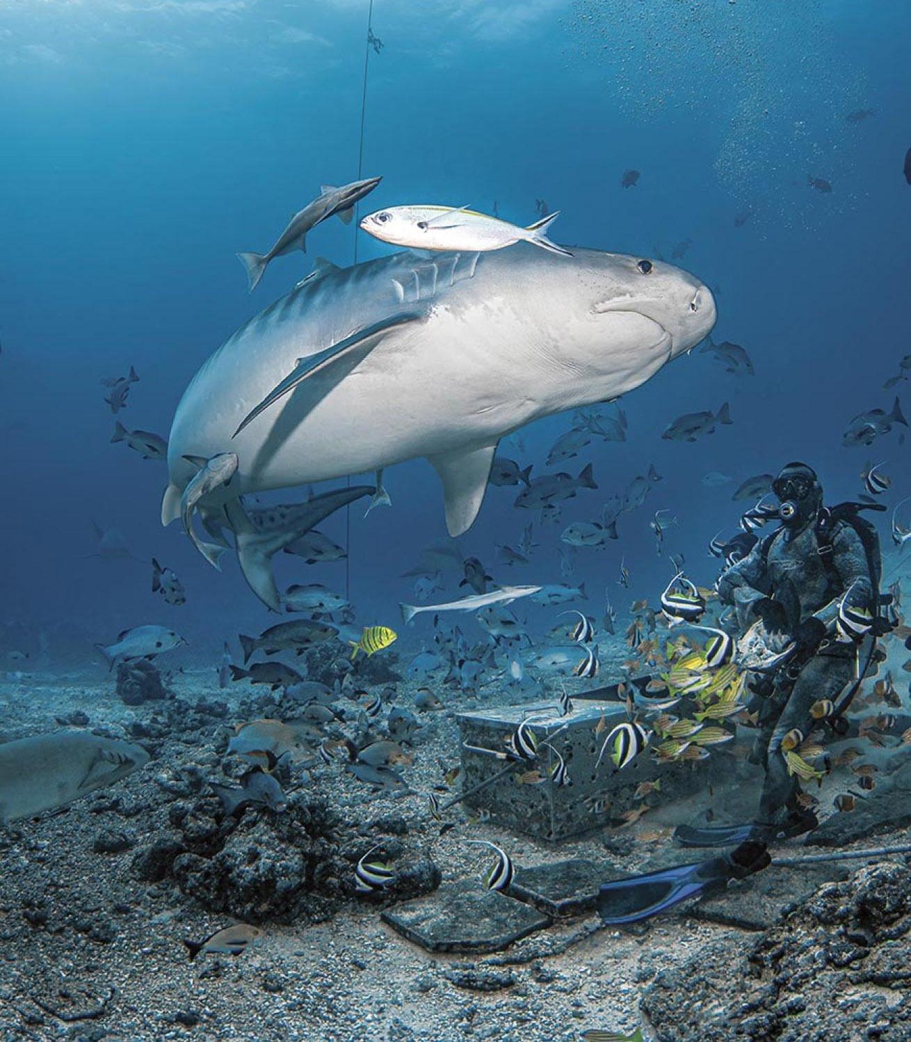 A tiger shark circles the feed box at the site Cathedral.