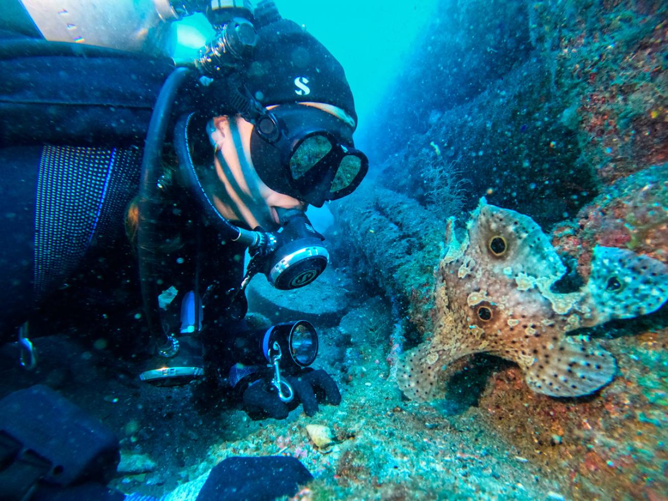 Gadomski encounters a frogfish while working the *Pulaski* wreck.