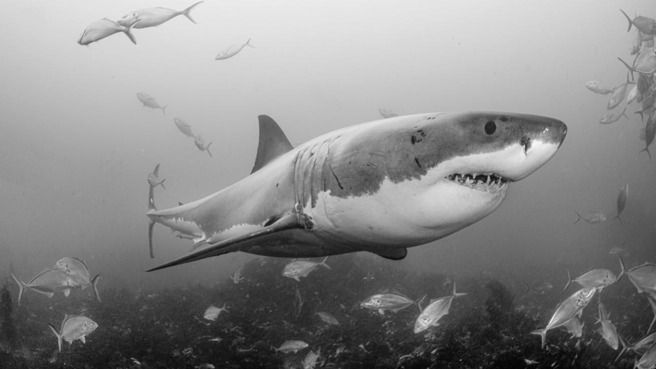 great white shark at Neptune Island in South Australia