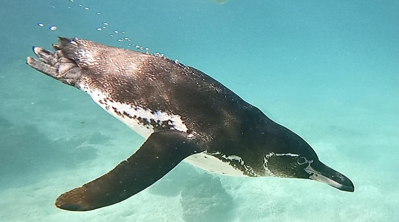 galapagos penguin swimming