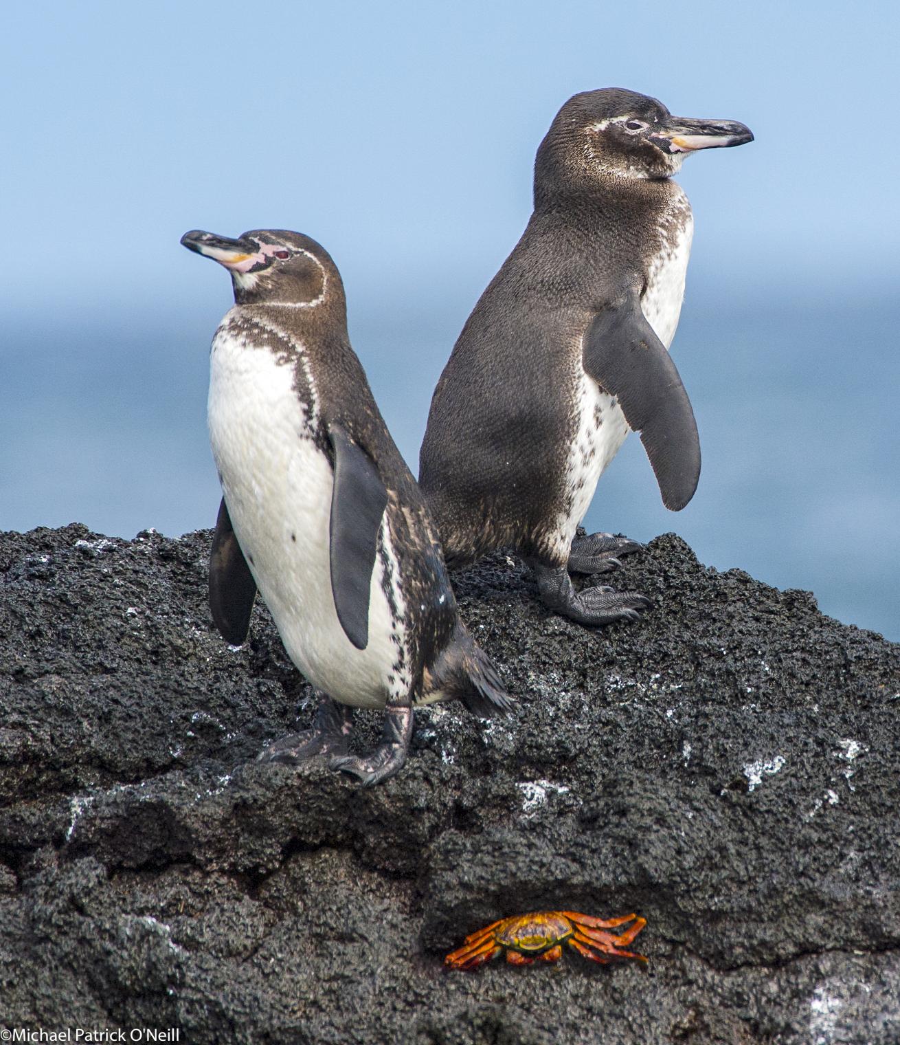 Galapagos penguins at Bartolome
