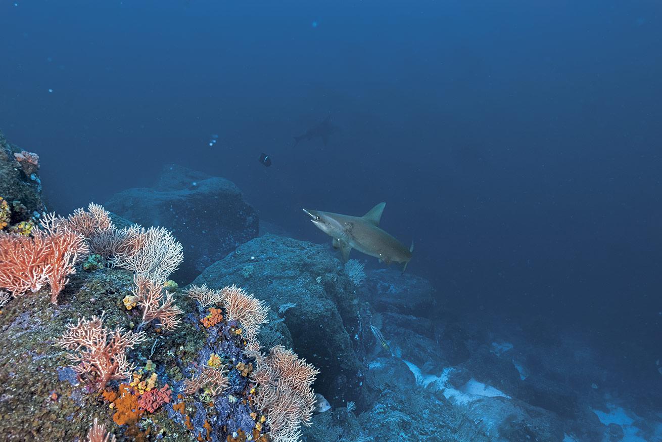 A hammerhead shark swims past a rocky reef.