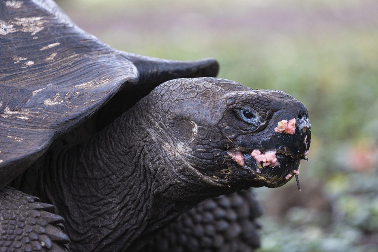 Guava is a favorite snack of giant tortoises.