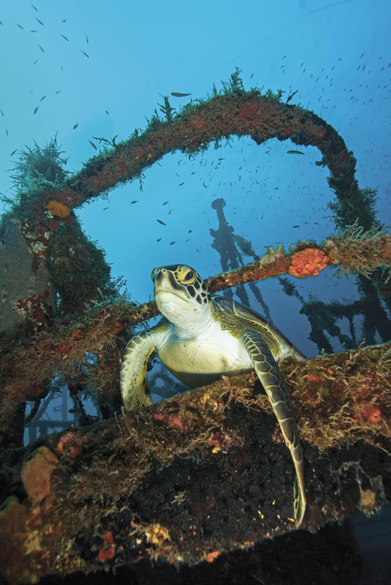Sea turtles can be seen grabbing on to the railings and staircases of the purpose-sunk *Chien Tong* wreck lying at about 70 feet.