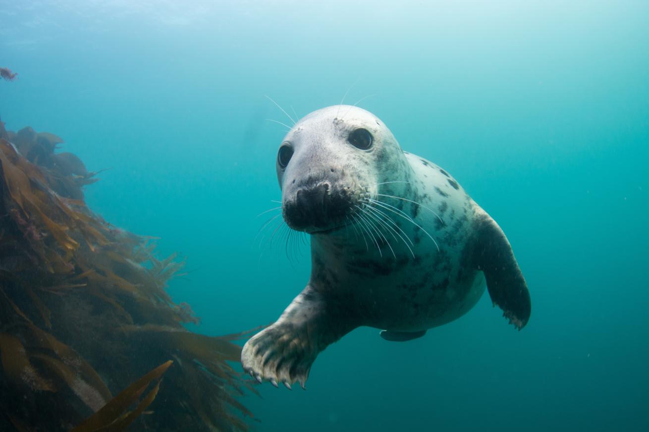 gray seal in hebrides scotland