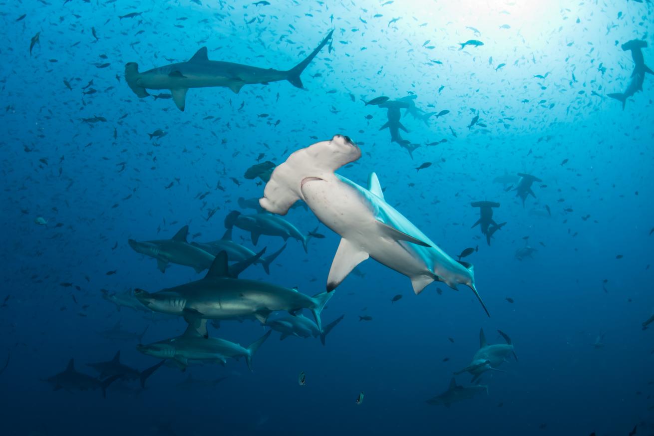 hammerhead sharks in galapagos