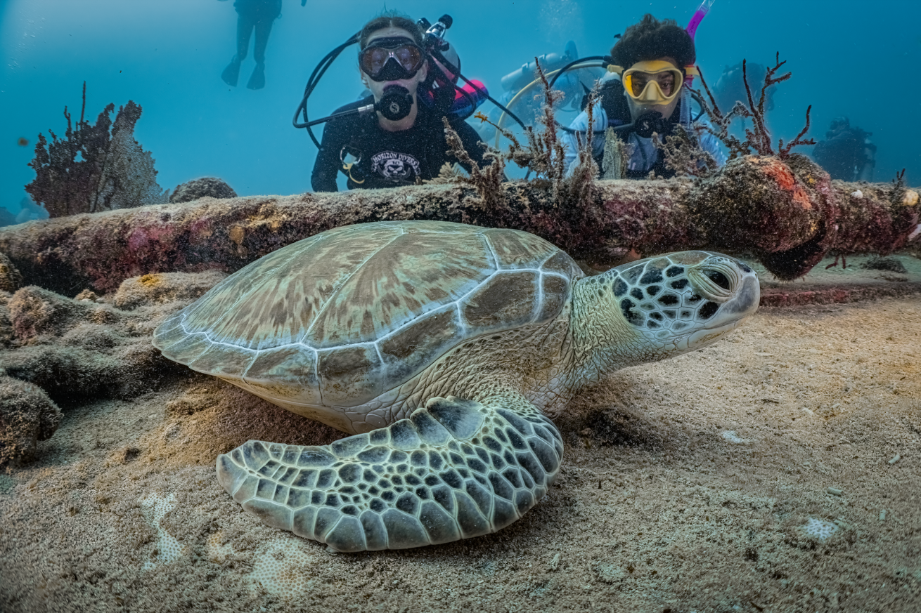 A turtle underwater with scuba divers