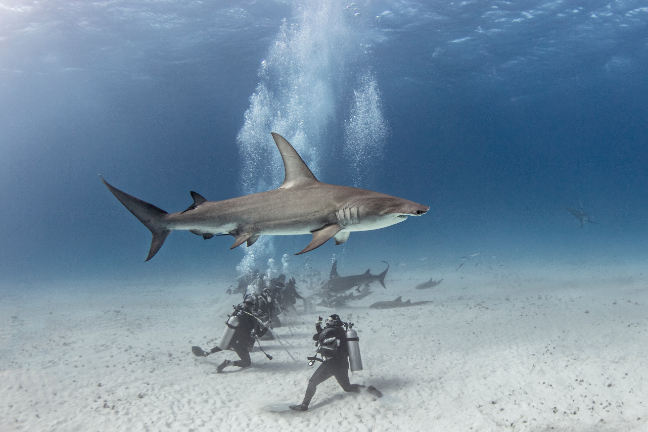 Shark swimming in the water