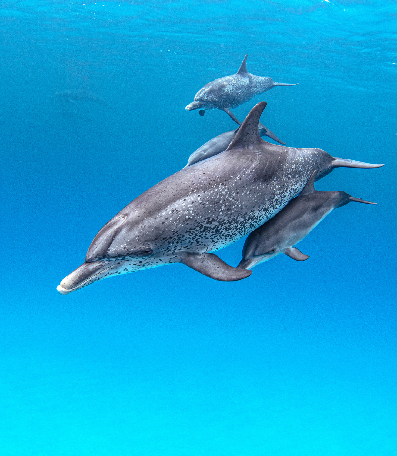 A group of dolphins swimming in the water 