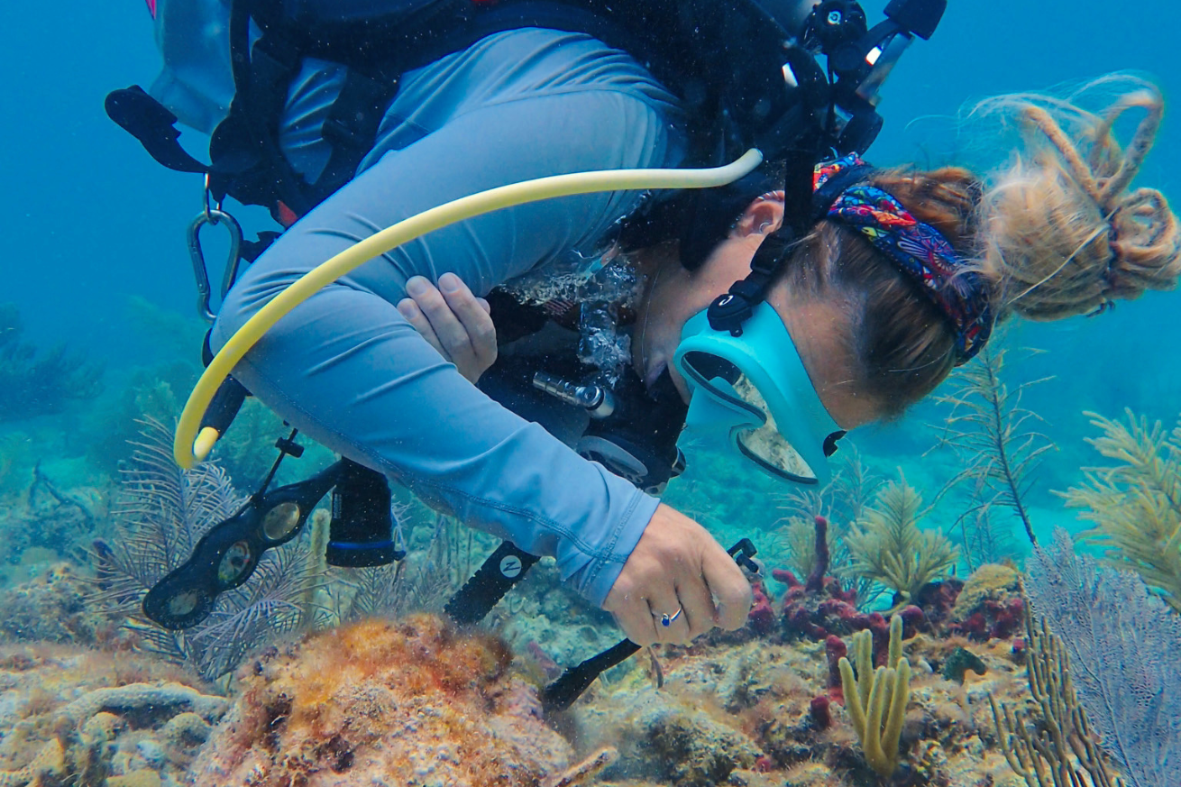 Diver and coral 