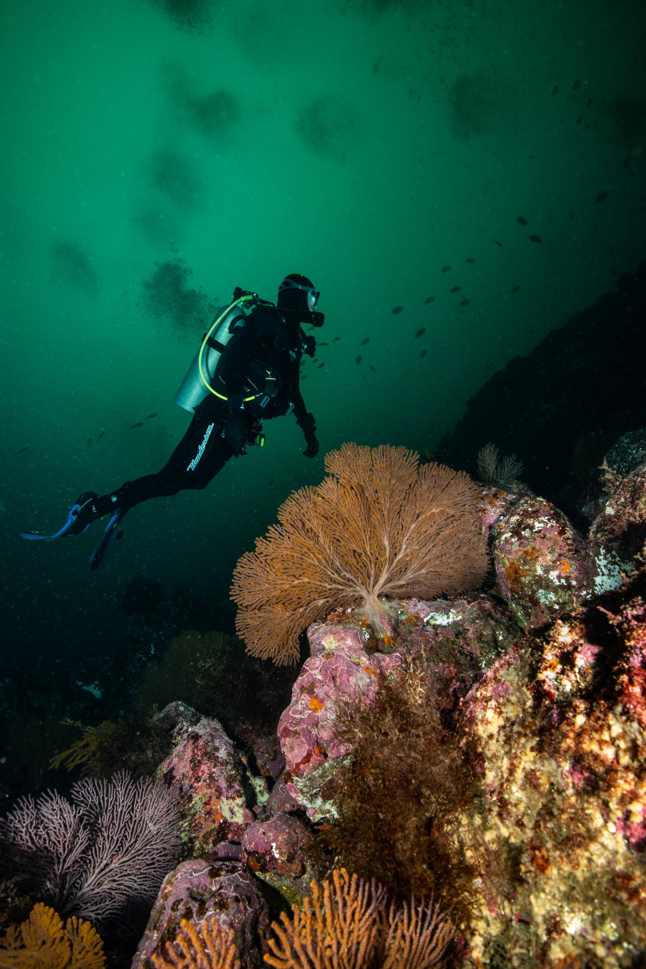 A scuba diver swimming under water