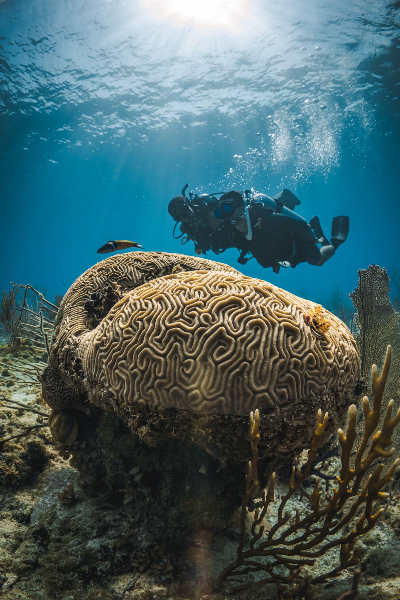 Scuba divers exploring coral and wildlife in the Exumas, Bahamas.
