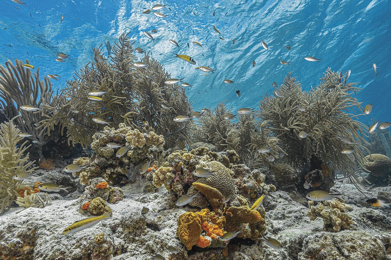 Bonaire’s shallow, sandy entry points and calm waters are a draw for budding divers, but its biodiversity attracts divers of all skill levels.