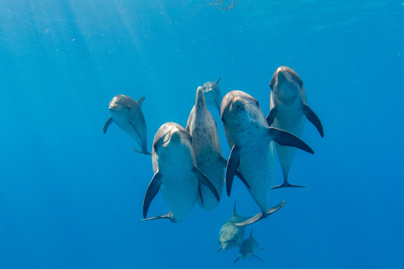A group of inquisitive young Atlantic spotted dolphins swim towards the photographer