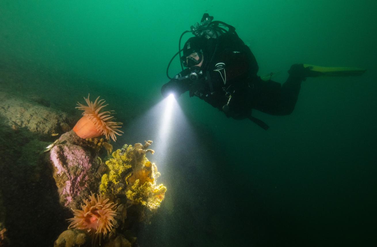 Kitrina Godding diving in her favorite dive site: Deception Island.