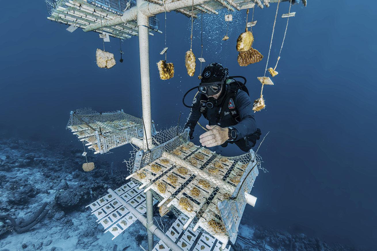 A diver with Reef Renewal Bonaire tends to a coral nursery.