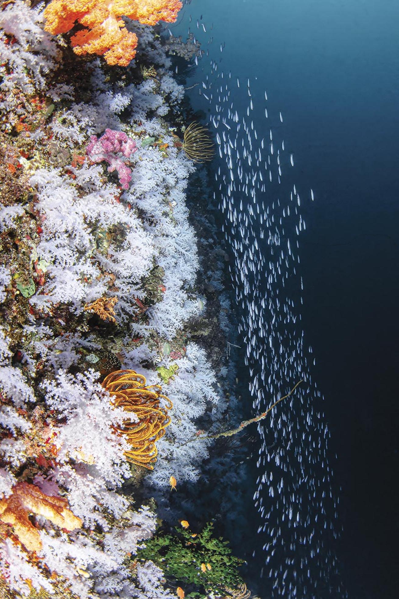 A blanket of coral lights up Fiji’s Great White Wall.
