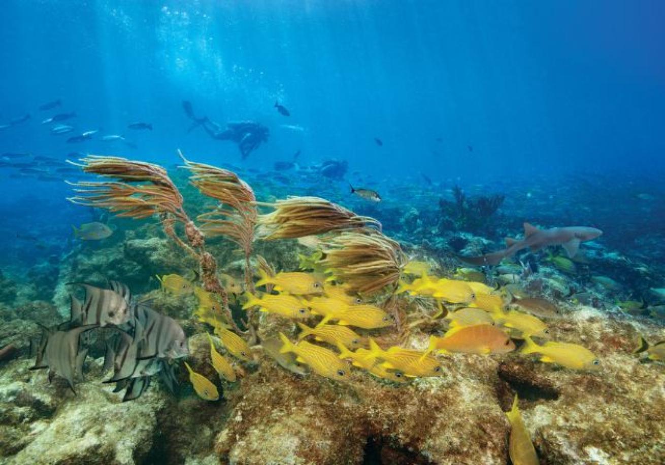 A group of fish swimming in the ocean