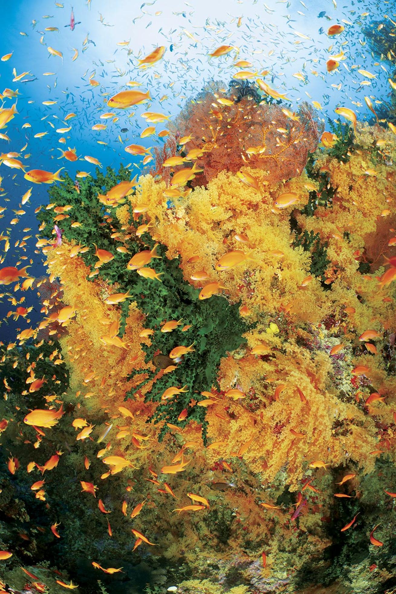 a cloud of anthias swarms vibrant soft corals and sea fans.