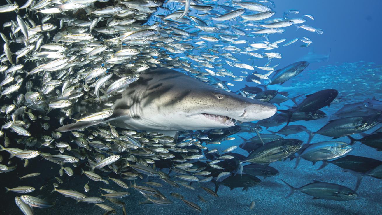 A sand tiger shark bursts through a baitball at the wreck of the USCGC Spar off Morehead City, North Carolina.