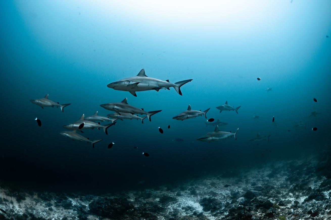 Sharks underwater