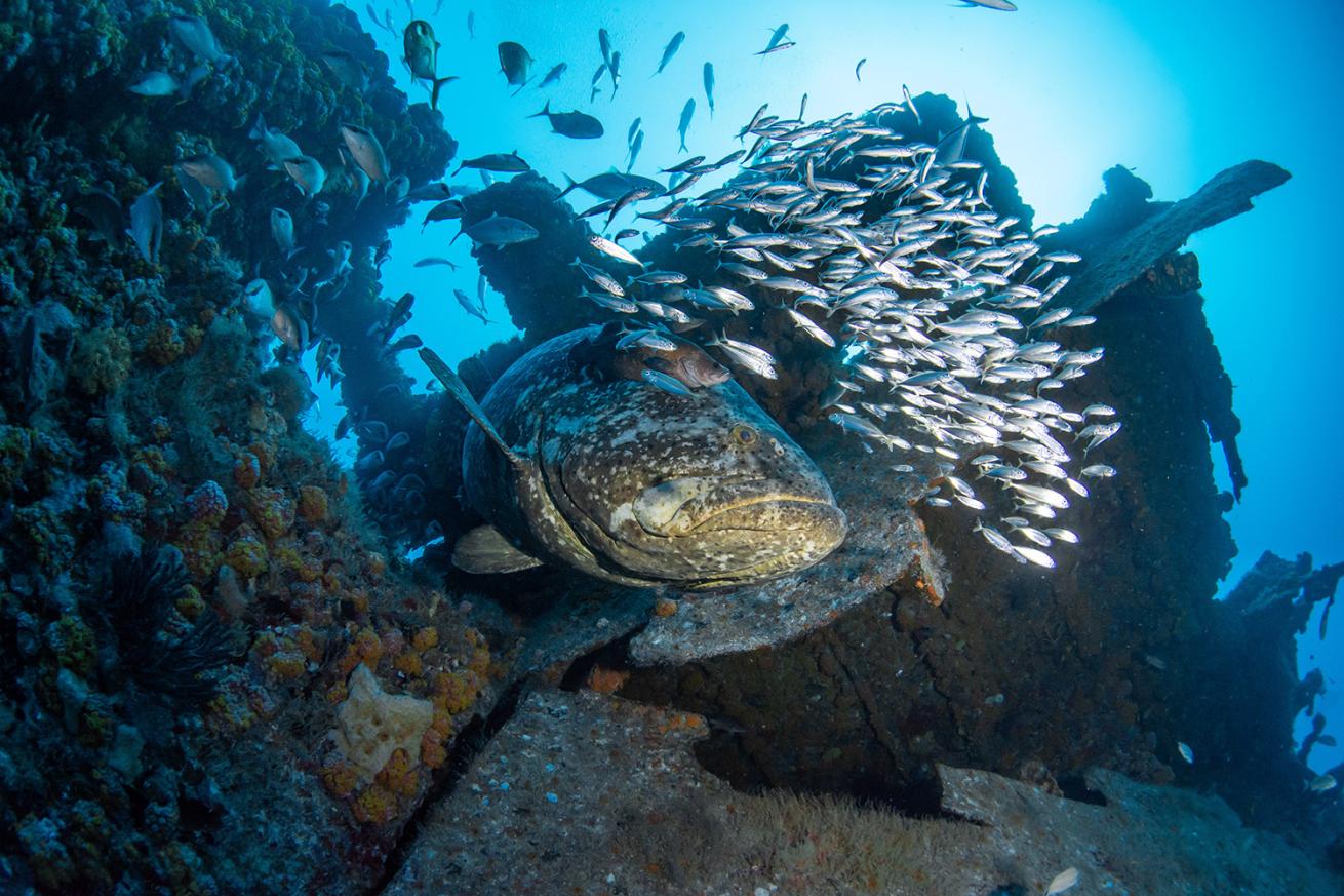 goliath grouper and bait fish on a shipwreck off Palm Beach County Florida