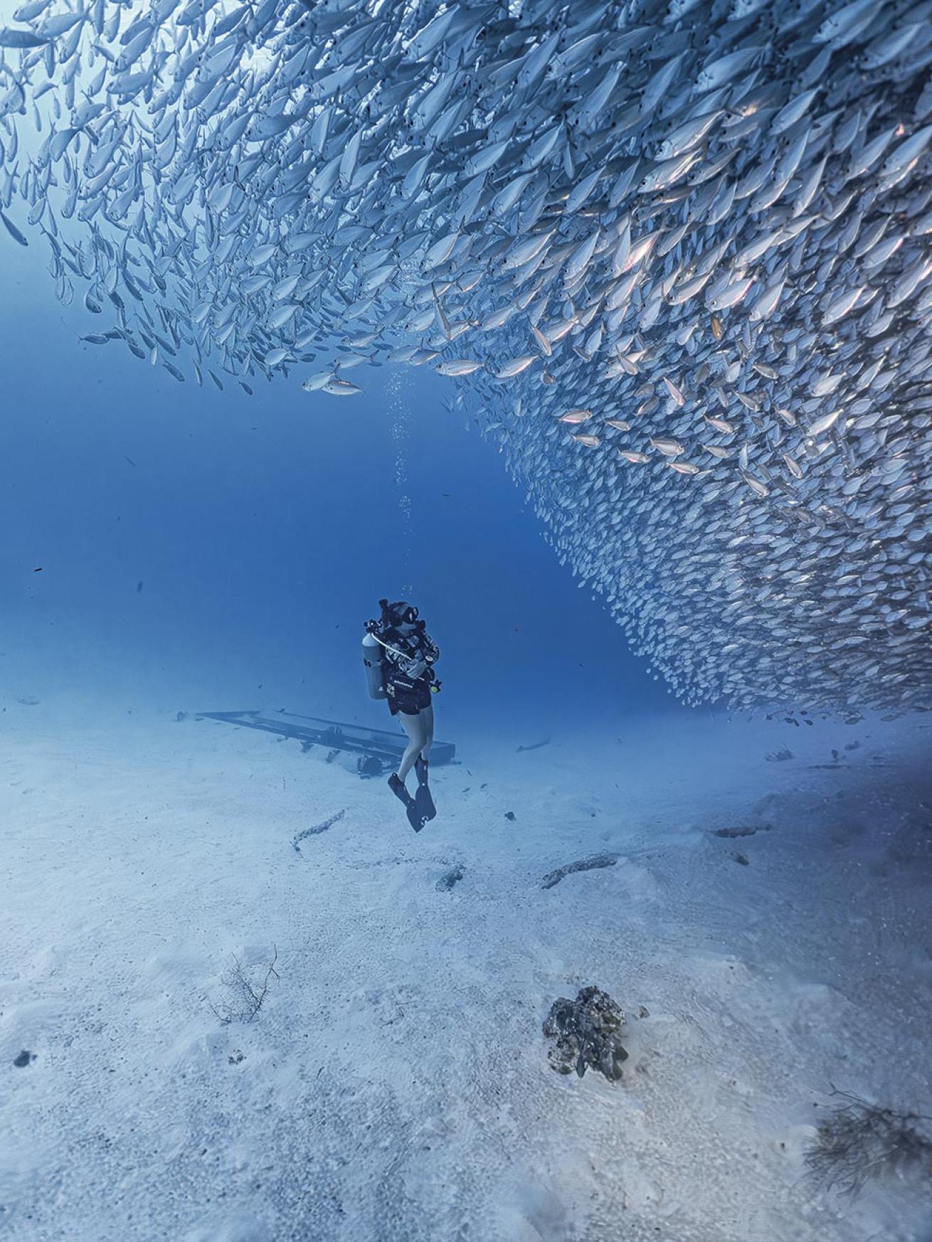 scuba diver surrounded by fish