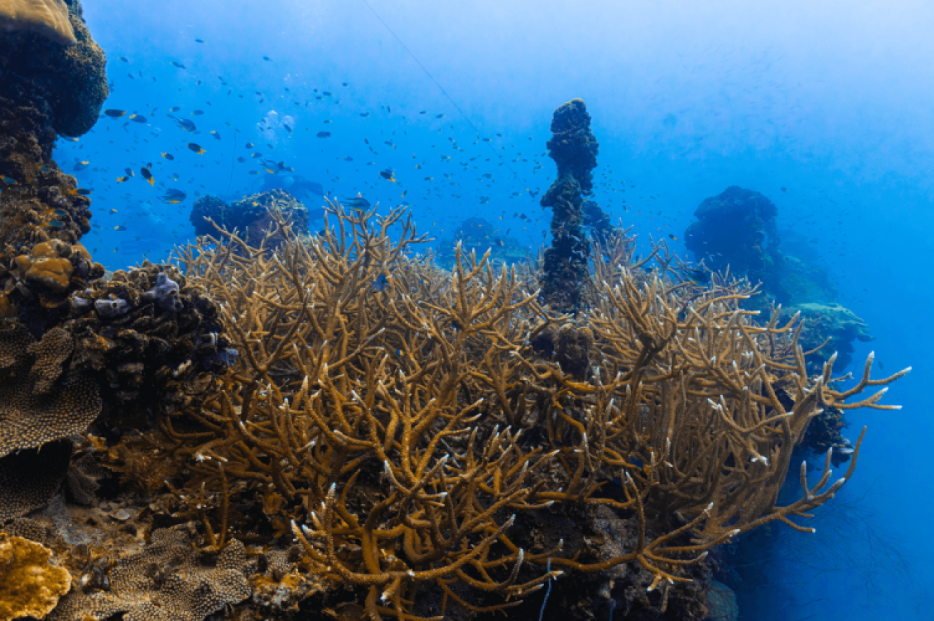 Coral grows thick on the Iro wreck, a World War II fuel supplier